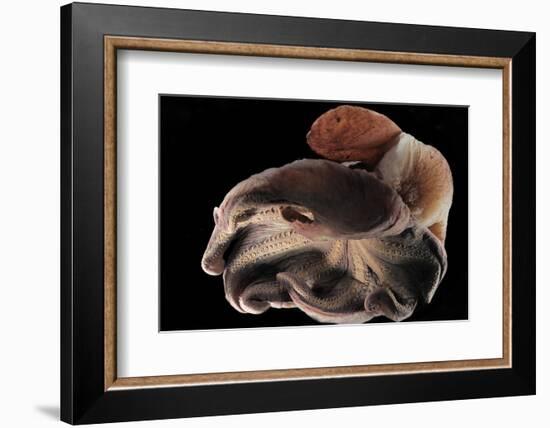 Dumbo Octopus (Grimpoteuthis Sp.) Barent'S Sea At Depth Of 1680 M, Atlantic Ocean-Solvin Zankl-Framed Photographic Print