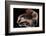 Dumbo Octopus (Grimpoteuthis Sp.) Barent'S Sea At Depth Of 1680 M, Atlantic Ocean-Solvin Zankl-Framed Photographic Print