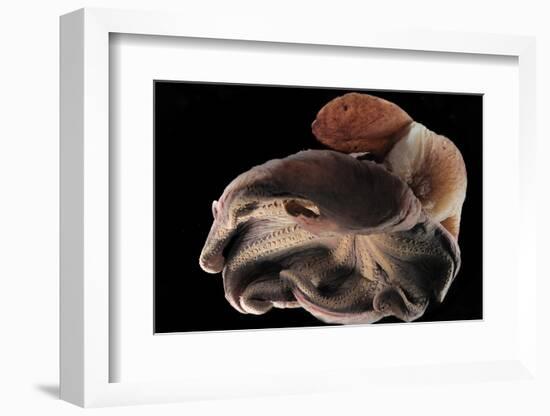 Dumbo Octopus (Grimpoteuthis Sp.) Barent'S Sea At Depth Of 1680 M, Atlantic Ocean-Solvin Zankl-Framed Photographic Print