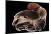 Dumbo Octopus (Grimpoteuthis Sp.) Barent'S Sea At Depth Of 1680 M, Atlantic Ocean-Solvin Zankl-Mounted Photographic Print