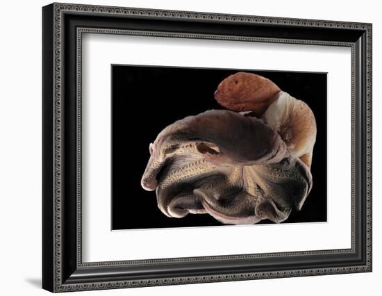 Dumbo Octopus (Grimpoteuthis Sp.) Barent'S Sea At Depth Of 1680 M, Atlantic Ocean-Solvin Zankl-Framed Photographic Print