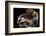 Dumbo Octopus (Grimpoteuthis Sp.) Barent'S Sea At Depth Of 1680 M, Atlantic Ocean-Solvin Zankl-Framed Photographic Print