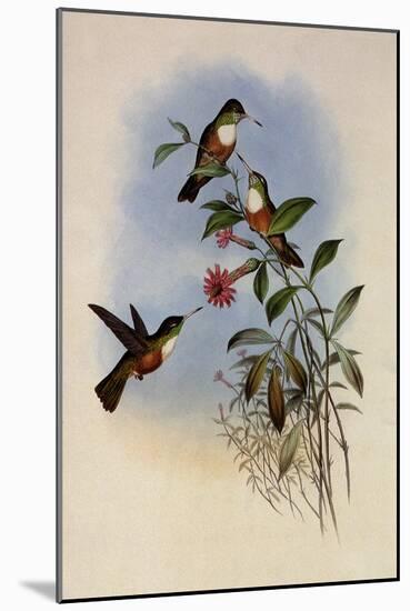 Dumeril's Amazili, Amazilia Dumerili-John Gould-Mounted Giclee Print