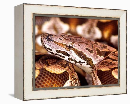 Dumeril's Boa, Native to Madagascar-David Northcott-Framed Premier Image Canvas