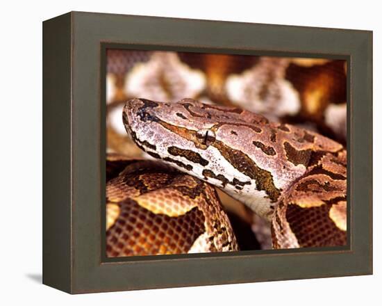 Dumeril's Boa, Native to Madagascar-David Northcott-Framed Premier Image Canvas