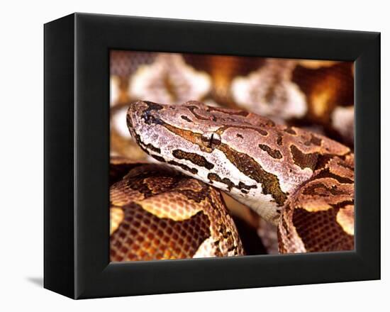 Dumeril's Boa, Native to Madagascar-David Northcott-Framed Premier Image Canvas