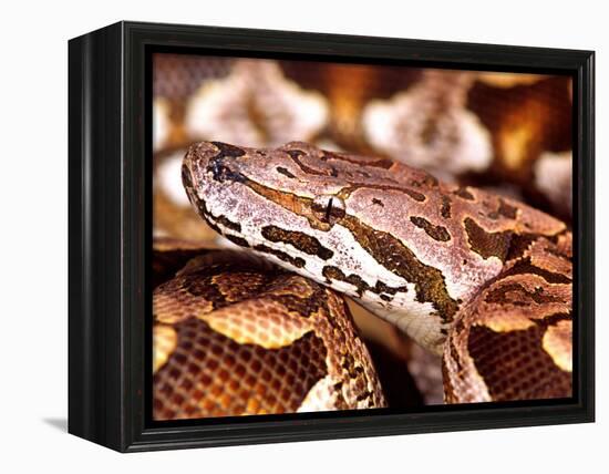 Dumeril's Boa, Native to Madagascar-David Northcott-Framed Premier Image Canvas