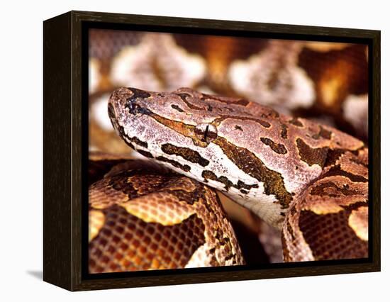 Dumeril's Boa, Native to Madagascar-David Northcott-Framed Premier Image Canvas