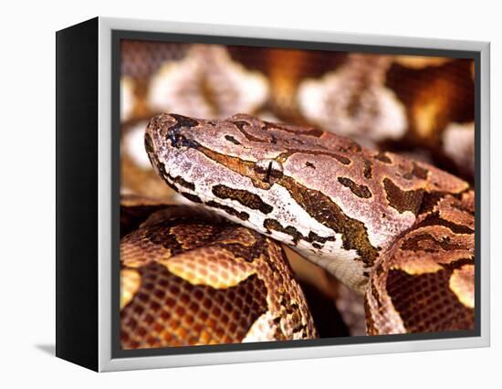 Dumeril's Boa, Native to Madagascar-David Northcott-Framed Premier Image Canvas