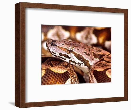 Dumeril's Boa, Native to Madagascar-David Northcott-Framed Photographic Print