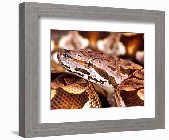 Dumeril's Boa, Native to Madagascar-David Northcott-Framed Photographic Print