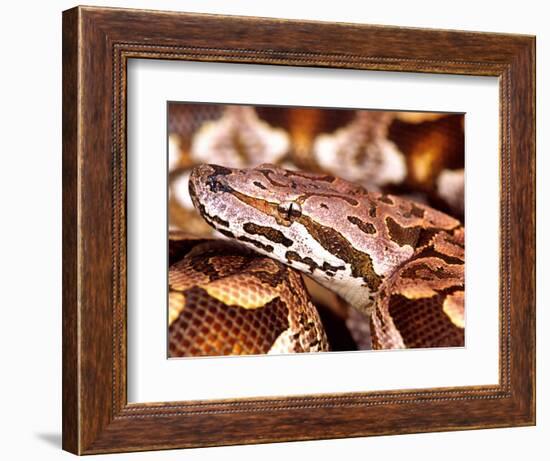 Dumeril's Boa, Native to Madagascar-David Northcott-Framed Photographic Print