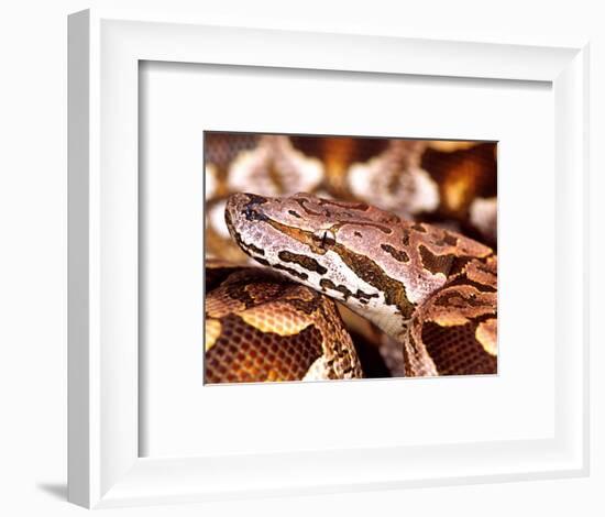 Dumeril's Boa, Native to Madagascar-David Northcott-Framed Photographic Print