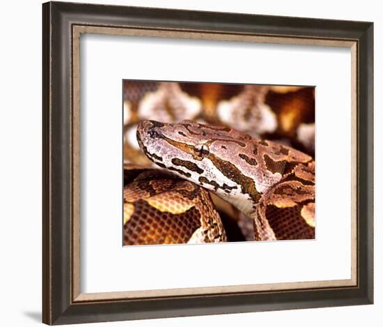 Dumeril's Boa, Native to Madagascar-David Northcott-Framed Photographic Print