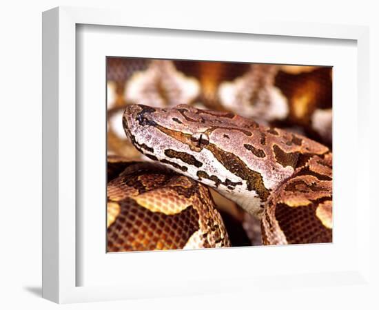 Dumeril's Boa, Native to Madagascar-David Northcott-Framed Photographic Print