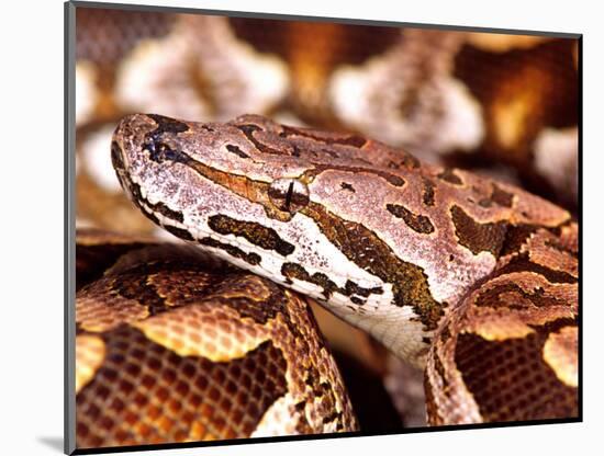 Dumeril's Boa, Native to Madagascar-David Northcott-Mounted Photographic Print