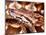 Dumeril's Boa, Native to Madagascar-David Northcott-Mounted Photographic Print