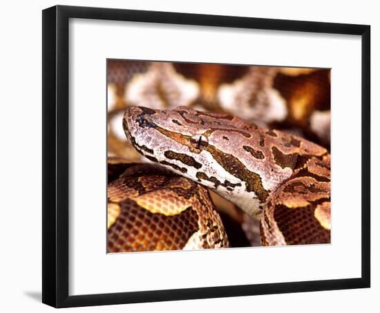 Dumeril's Boa, Native to Madagascar-David Northcott-Framed Photographic Print