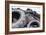 Dumped Tyres-Mark Williamson-Framed Photographic Print