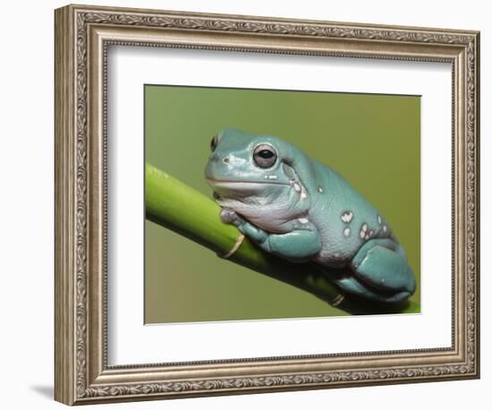 Dumpty tree frog, Australian green tree frog, White's tree frog.-Maresa Pryor-Framed Photographic Print