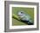 Dumpty tree frog, Australian green tree frog, White's tree frog.-Maresa Pryor-Framed Photographic Print