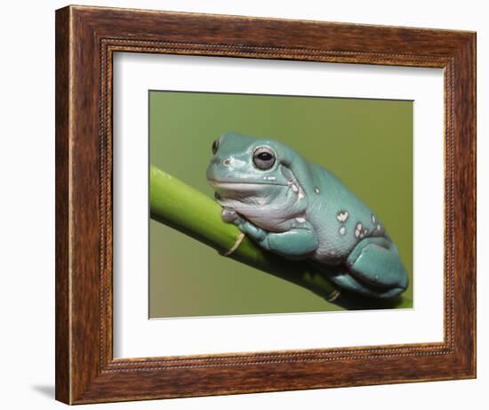 Dumpty tree frog, Australian green tree frog, White's tree frog.-Maresa Pryor-Framed Photographic Print