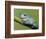 Dumpty tree frog, Australian green tree frog, White's tree frog.-Maresa Pryor-Framed Photographic Print