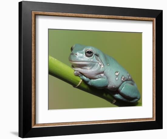 Dumpty tree frog, Australian green tree frog, White's tree frog.-Maresa Pryor-Framed Photographic Print