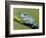 Dumpty tree frog, Australian green tree frog, White's tree frog.-Maresa Pryor-Framed Photographic Print