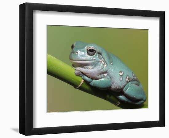 Dumpty tree frog, Australian green tree frog, White's tree frog.-Maresa Pryor-Framed Photographic Print