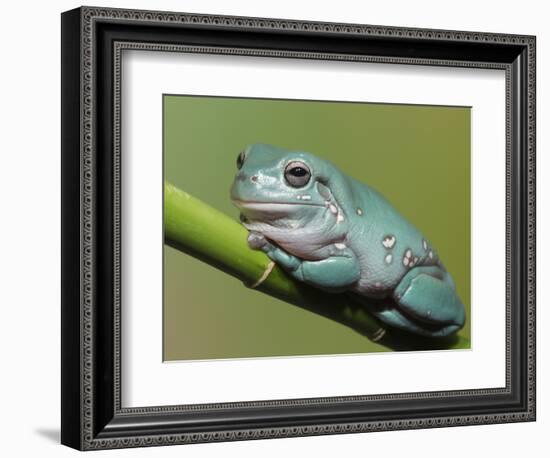 Dumpty tree frog, Australian green tree frog, White's tree frog.-Maresa Pryor-Framed Photographic Print