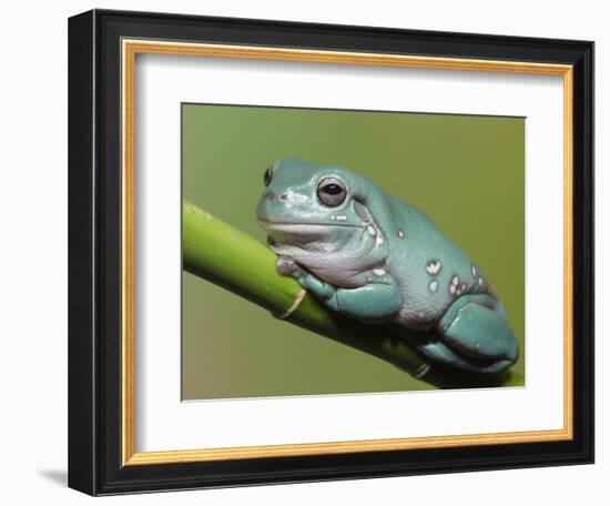 Dumpty tree frog, Australian green tree frog, White's tree frog.-Maresa Pryor-Framed Photographic Print