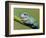 Dumpty tree frog, Australian green tree frog, White's tree frog.-Maresa Pryor-Framed Photographic Print