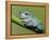 Dumpty tree frog, Australian green tree frog, White's tree frog.-Maresa Pryor-Framed Premier Image Canvas