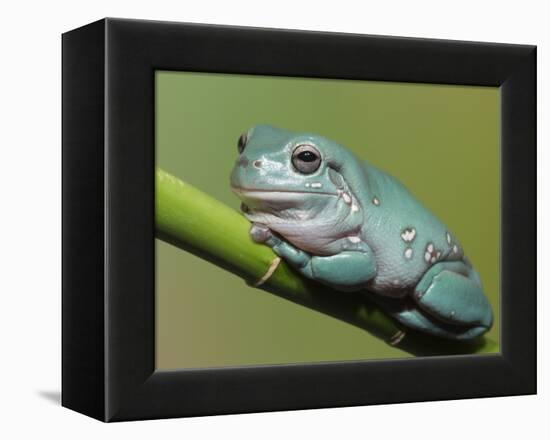 Dumpty tree frog, Australian green tree frog, White's tree frog.-Maresa Pryor-Framed Premier Image Canvas