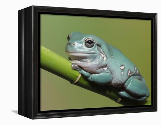 Dumpty tree frog, Australian green tree frog, White's tree frog.-Maresa Pryor-Framed Premier Image Canvas