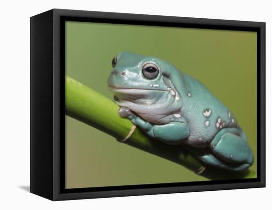 Dumpty tree frog, Australian green tree frog, White's tree frog.-Maresa Pryor-Framed Premier Image Canvas