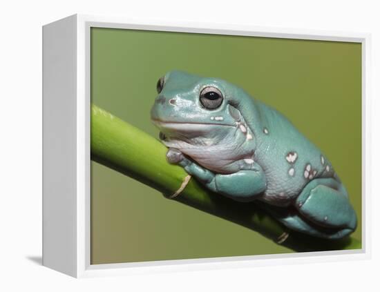 Dumpty tree frog, Australian green tree frog, White's tree frog.-Maresa Pryor-Framed Premier Image Canvas