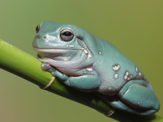 Dumpty Tree Frog Australian Green Tree Frog White S Tree Frog Photographic Print Maresa Pryor Art Com