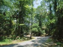 Sub Tropical Forest, Hunting Island State Park, South Carolina, USA-Duncan Maxwell-Photographic Print