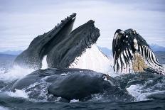 Humpback Whale feeding (Megaptera novaeangliae). Frederick Sd, S. E. Alaska-Duncan Murrell-Premier Image Canvas