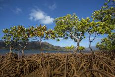 Mangroves on Tupeti Island, Forgotten Coast, New Caledonia-Duncan Murrell-Framed Photographic Print