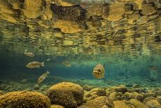 Rock flagtail fish in river, Forgotten Coast, New Caledonia-Duncan Murrell-Photographic Print