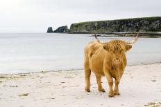 Highland Cow on a Beach-Duncan Shaw-Photographic Print