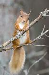 Red Squirrel on a Branch-Duncan Shaw-Framed Photographic Print