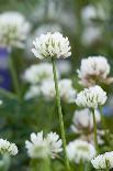 White Clover (Trifolium Repens) In Flower-Duncan Shaw-Photographic Print