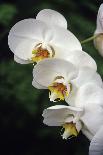 Orchid Flowers-Duncan Smith-Mounted Photographic Print