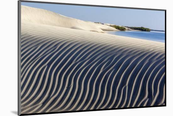 Dune and red mangrove, Baja California, Mexico-Claudio Contreras-Mounted Photographic Print