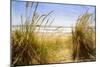 Dune Grass 3-Thea Schrack-Mounted Giclee Print