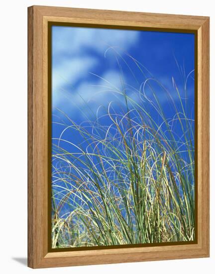 Dune Grass, Florida Keys-Lauree Feldman-Framed Premier Image Canvas